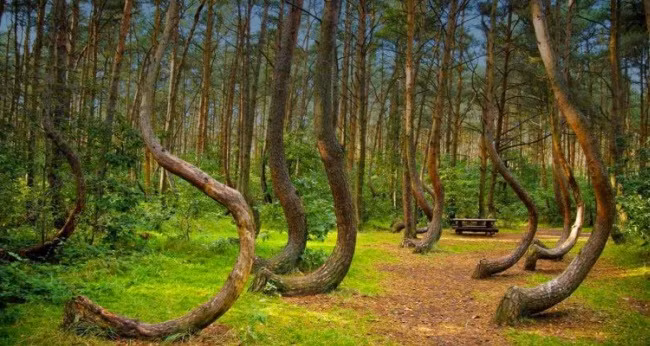 Thậm chí, nhiều người bước vào rừng Hoia Baciu kể rằng có cảm giác lạnh sống lưng như ai đó đang theo dõi mình. Thậm chí, một số người có những vết trầy xước hoặc bầm tím không rõ nguyên nhân. Đến nay, những sự việc bí ẩn xảy ra ở khu rừng này vẫn chưa được giải mã.