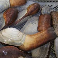 Khi khoảng 3 tuổi, tu hài Thái Bình Dương trưởng thành có sự phân chia giới tính. Con đực có khả năng sinh sản tới hơn 100 năm trong khi con cái có buồng trứng rất lớn chứa hàng triệu trứng và đẻ khoảng 1 - 2 triệu trứng mỗi lứa.