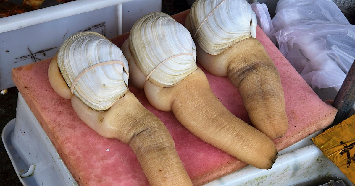 Khi trưởng thành, mỗi con tu hài Thái Bình Dương nặng khoảng 1,1 kg. Một số con có thể nặng tới 4 kg.