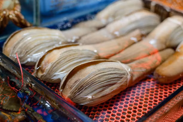 Trong khi các loài nhuyễn thể hai mảnh vỏ di chuyển để tránh kẻ săn mồi, tu hài Thái Bình Dương lại thu vòi lại khi gặp nguy hiểm. Chúng là con mồi của cua, cá nhám, rái cá biển và sao biển.