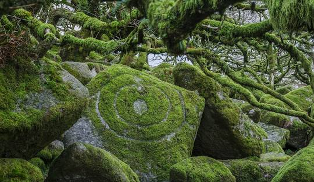 Các cây trong rừng chủ yếu là cây sồi có cuống, một số cây thanh lương trà và rất ít cây nhựa ruồi, cây táo gai, cây phỉ và cây liễu tai.