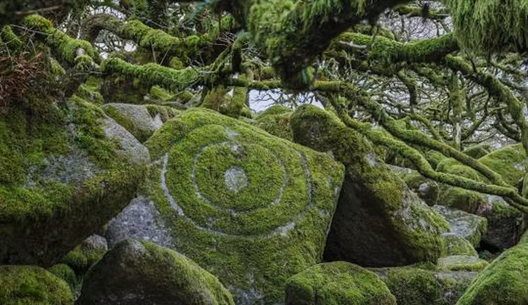 Các cây trong rừng chủ yếu là cây sồi có cuống, một số cây thanh lương trà và rất ít cây nhựa ruồi, cây táo gai, cây phỉ và cây liễu tai.