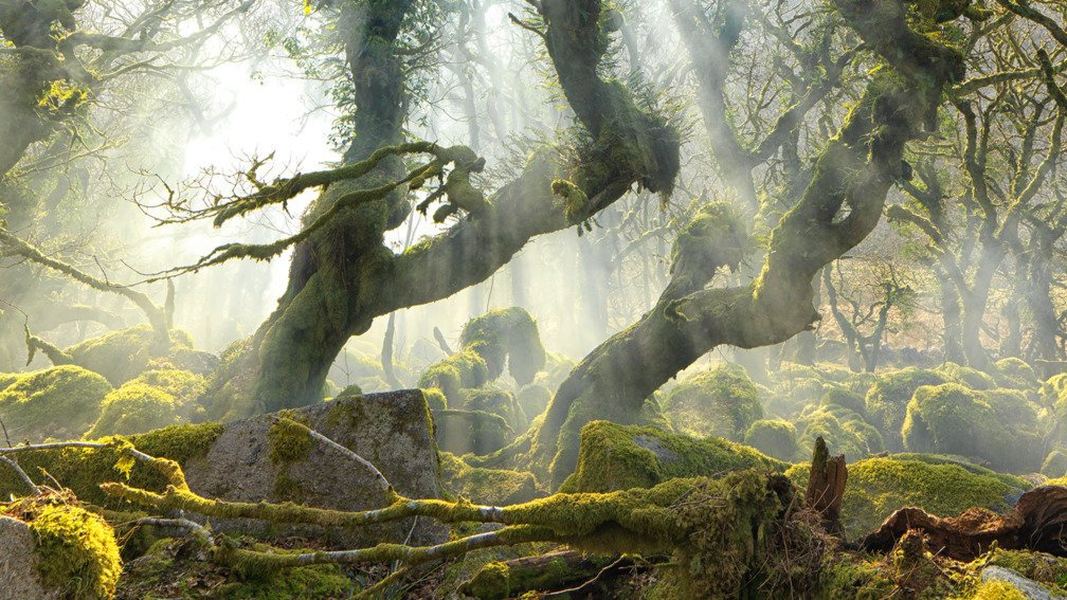 Dáng vẻ kỳ quái của khu rừng đã gắn nó với những truyền thuyết rùng rợn, mang lại sự nổi tiếng, thu hút du khách ưa mạo hiểm.