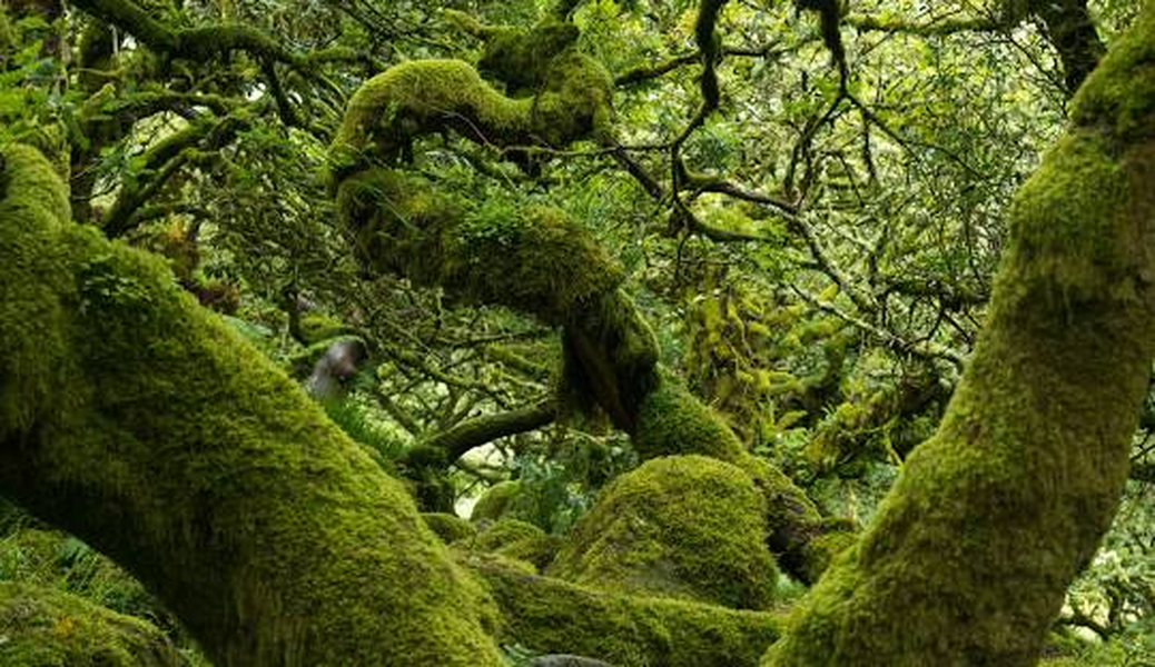 Wistman's Wood là một phần của Khu bảo tồn thiên nhiên quốc gia Wistman's Wood, Anh. Ảnh: Wikipedia