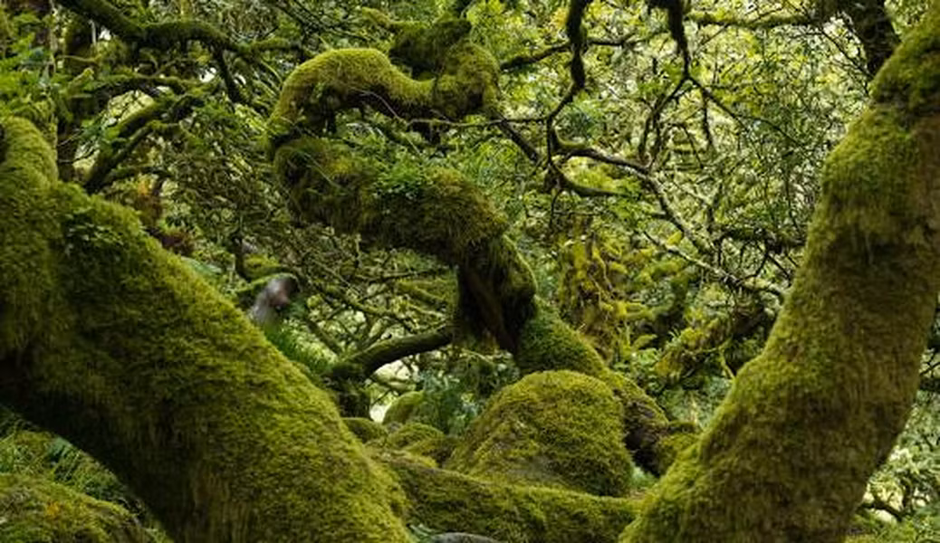 Wistman's Wood là một phần của Khu bảo tồn thiên nhiên quốc gia Wistman's Wood, Anh. Ảnh: Wikipedia