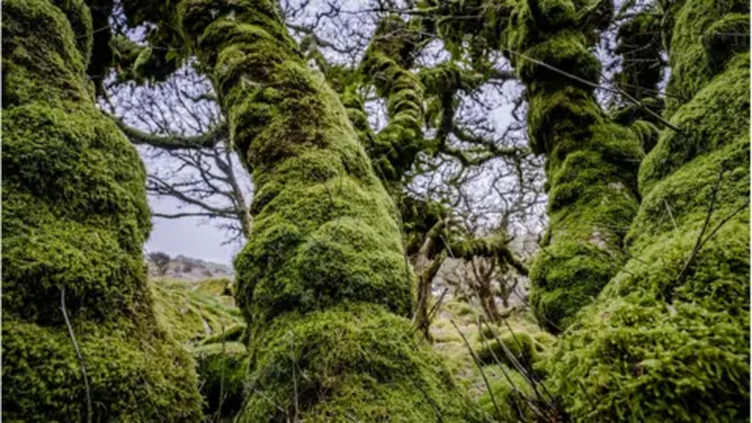 Ngoài lớp địa y, mảng rêu phát triển mạnh còn có cây việt quất và polypody, thảm cỏ thạch nam, tortureil và cây chua me đất ...