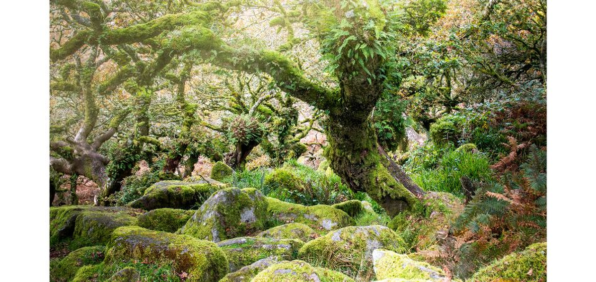 Các cây sồi hiếm khi đạt chiều cao thẳng đứng tổng thể hơn 4,5 mét, một số cây đạt chiều cao từ 6 đến 7,6 mét. Ảnh: Flipflopsorwellies