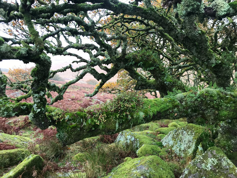 Những cây sồi già nhất khoảng 400–500 năm tuổi và có nguồn gốc từ một khu rừng sồi thoái hóa tồn tại dưới dạng bụi rậm trong suốt hai thế kỷ khí hậu lạnh giá. Ảnh: Lostrainforestsofbritain