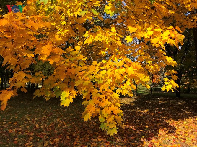 Những chiếc lá phong khoe sắc vàng rực rỡ giữa tiết trời Moscow vào thu đang bắt đầu chuyển lạnh.