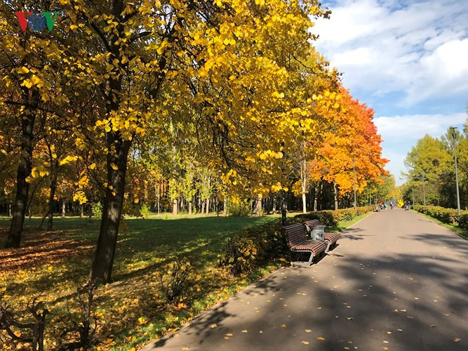 Hàng cây bên lối đi trong công viên cùng khoe áo mới.