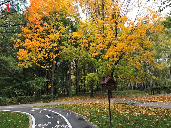 Lá bắt đầu rụng để dệt thảm vàng.