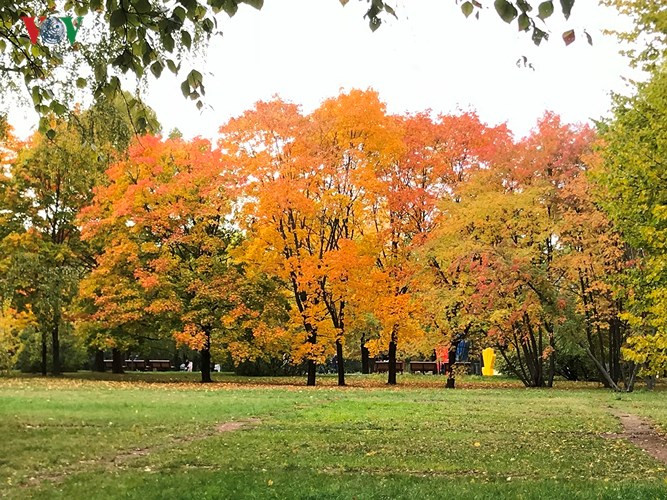 Cây xếp hàng tạo thành bức tranh rực rỡ.