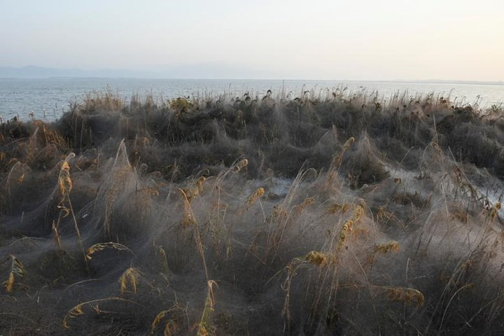 Các nhà sinh vật học cho biết, thời tiết ấm lên bất thường là một trong những nguyên nhân của hiện tượng này.