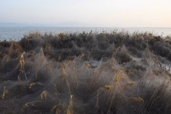Các nhà sinh vật học cho biết, thời tiết ấm lên bất thường là một trong những nguyên nhân của hiện tượng này.