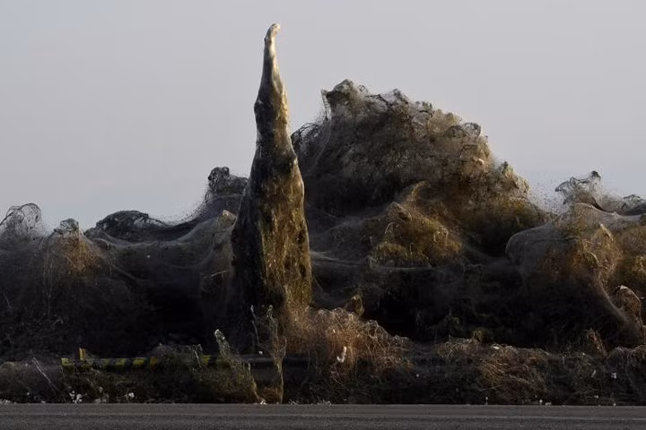 Mạng nhện tạo thành một lớp màng dày đặc bao phủ cây cối.