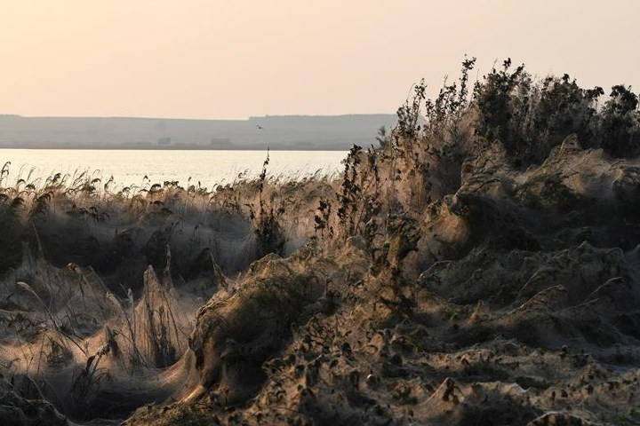 Theo các nhà sinh vật học, khi nhiệt độ giảm đi tình trạng này sẽ được giải quyết.