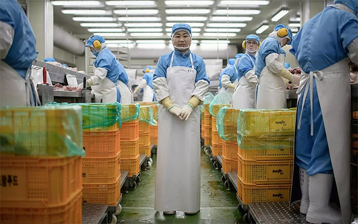 Đây là quang cảnh bên trong một nhà máy sản xuất thịt hộp hiệu Spam được người dân Hàn Quốc tin dùng từ thời chiến tranh và thường tặng nhau vào dịp Trung Thu.