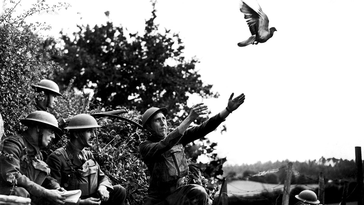 Những con chim bồ câu của Anh được thả xuống các khu vực bị chiếm đóng, yêu cầu những người dân địa phương viết ra vị trí của quân đội ở đó rồi gắn vào con chim và thả nó ra. Quân Đức đã sớm phát hiện ra điều này nên đã thay thế những con chim bồ câu này bằng chim bồ câu của họ và sau đó chúng sẽ bay trở lại Đức.