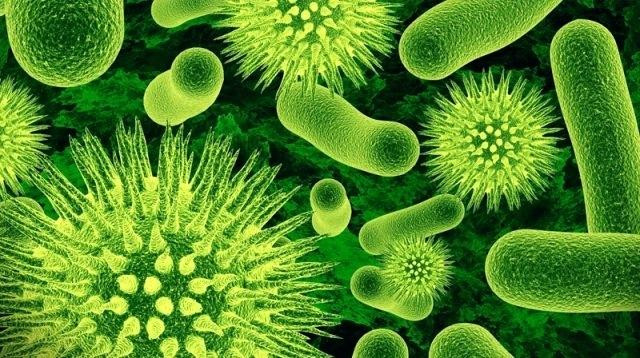 Các vi khuẩn nhà bếp có thể dễ dàng lây lan bệnh tập cho bạn và người thân là Staphylococcus aureus hay tụ cầu khuẩn, Salmonella, Escherichia coli (E.coli), nấm men, nấm mốc, và các vi khuẩn có trong phân.
