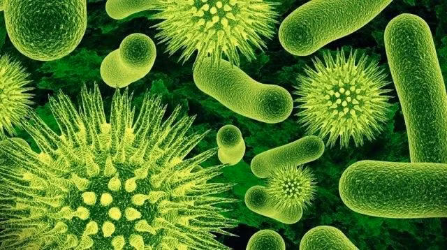 Các vi khuẩn nhà bếp có thể dễ dàng lây lan bệnh tập cho bạn và người thân là Staphylococcus aureus hay tụ cầu khuẩn, Salmonella, Escherichia coli (E.coli), nấm men, nấm mốc, và các vi khuẩn có trong phân.