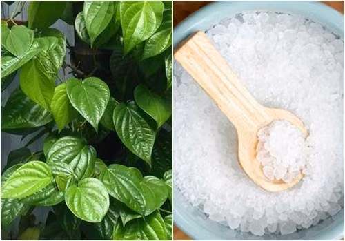 Lá trầu không là nguyên liệu tự nhiên hàng đầu giúp giảm đau nhức răng. Bạn chỉ cần giã nhỏ 2-3 lá trầu không trộn với rượu trắng và muối hạt, sau đó gạn lấy phần nước trong và súc miệng. Ảnh benhhoc365.