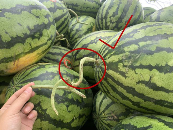 Trường hợp phần cuống màu xanh, to, thẳng, dùng tay bóp ra nước thì chứng tỏ nó mới được hái song vẫn còn non. Ngược lại, cuống dưa nhỏ, héo, xoắn vòng thể hiện trái dưa được hái từ 2-3 hôm. Quả dưa này đã chín, già nên ăn sẽ rất ngon và ngọt.