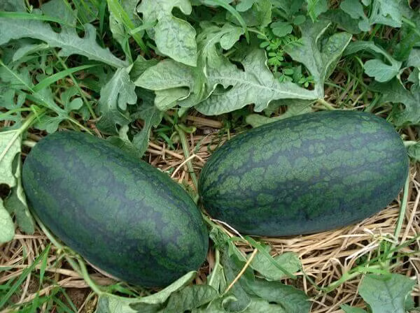 Nhìn vào sọc xanh trên vỏ. Khi chọn dưa, bạn cần ưu tiên những quả có vỏ căng tròn, láng bóng và có phần sọc xanh trên thân hiển thị rõ.