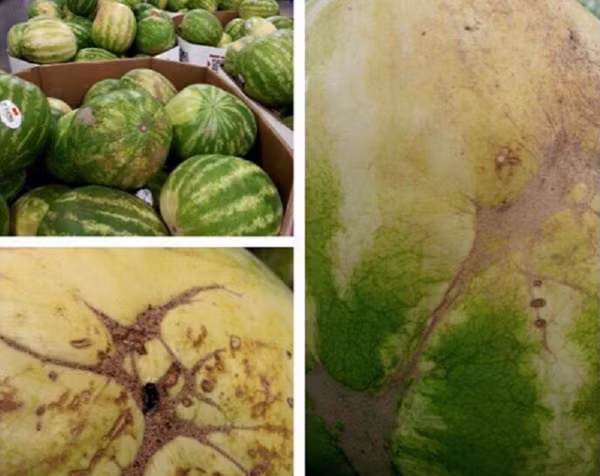 Đôi khi, bạn sẽ gặp quả dưa có các vết màu nâu hay vết ong châm. Đây là dấu hiệu cho thấy quả dưa rất ngọt, vì có ong đã tiếp xúc với bộ phận thụ phấn của hoa trước khi ra trái.