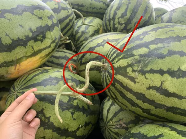 Trường hợp phần cuống màu xanh, to, thẳng, dùng tay bóp ra nước thì chứng tỏ nó mới được hái song vẫn còn non. Ngược lại, cuống dưa nhỏ, héo, xoắn vòng thể hiện trái dưa được hái từ 2-3 hôm. Quả dưa này đã chín, già nên ăn sẽ rất ngon và ngọt.