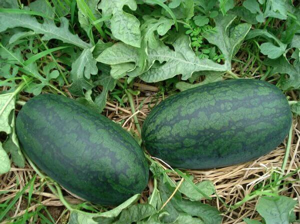 Nhìn vào sọc xanh trên vỏ. Khi chọn dưa, bạn cần ưu tiên những quả có vỏ căng tròn, láng bóng và có phần sọc xanh trên thân hiển thị rõ.