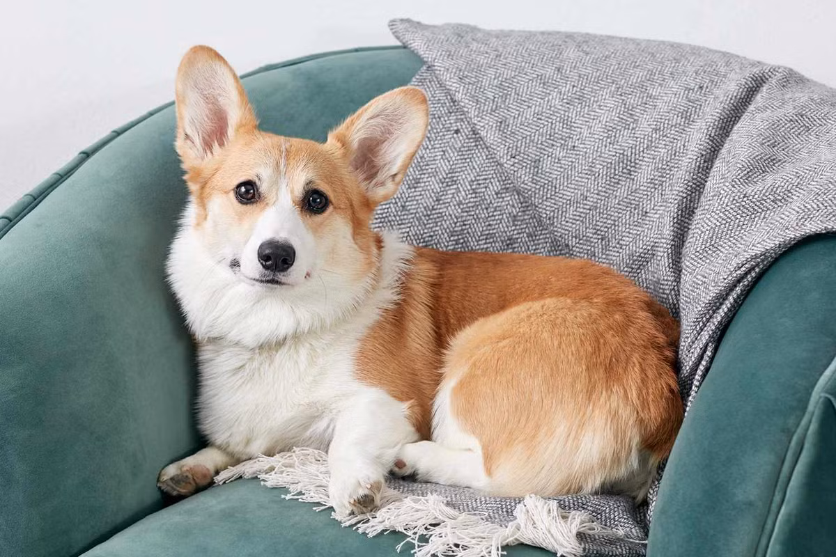 Tuổi Tuất dễ nóng nảy dẫn đến bỏ việc. Ở thời điểm này, đây không phải quyết định khôn ngoan. Con giáp càng cần nỗ lực hơn với công việc kinh doanh cá nhân khi sức cạnh tranh rất lớn, lười biếng sẽ mất cơ hội.