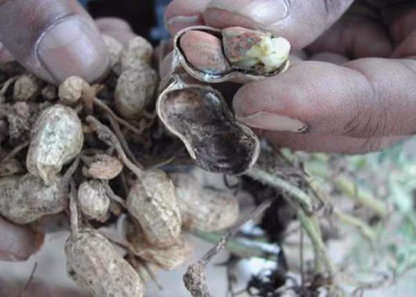 Độc tố aflatoxin có thể gây tổn thương gan, viêm gan, xơ gan, hoại tử gan và các biểu hiện lâm sàng khác như đau bụng, chán ăn, buồn nôn. Trường hợp nặng bệnh nhân có thể bị phù, hôn mê, thậm chí co giật và tử vong. Nó là nguyên nhân chủ yếu gây ra ung thư gan ở động vật, tăng nguy cơ ung thư dạ dày, trực tràng, vú, buồng trứng và ruột non.