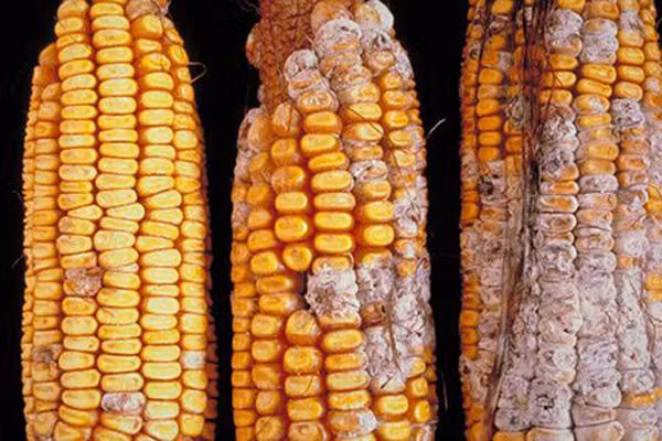 Theo tài liệu nghiên cứu của Cục Dược phẩm và Thực phẩm (FDA) Hoa Kỳ, nấm mốc aflatoxin hoạt động rất bền bỉ với nhiệt. Ngay cả khi chế biến ở nhiệt độ rất cao thì độc tố của chúng cũng không bị phá hủy hoàn toàn.