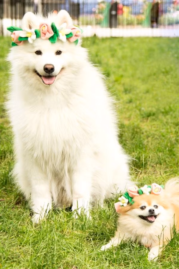 Con giáp hoàn thành công việc hoàn hảo, xử lý tình huống khẩn cũng linh hoạt nên được lãnh đạo khen ngợi, đặt nền móng vững chắc cho việc thăng chức sớm muộn.