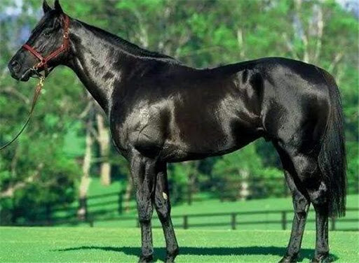 Tuổi Ngọ đừng lần lữa, hãy cố gắng giải quyết những rắc rối trong công việc. Chỉ có cách vượt qua khó khăn, con giáp mới chuyên tâm sáng tạo, có thêm những nguồn tiền mới từ việc kinh doanh bên ngoài.