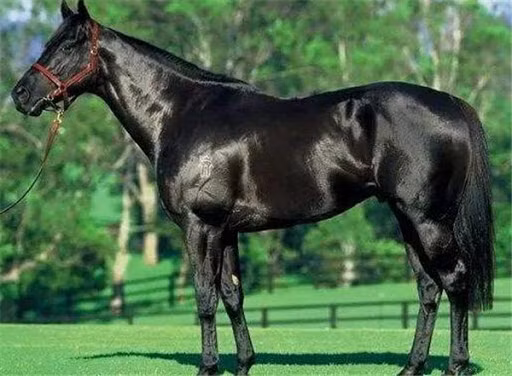 Tuổi Ngọ đừng lần lữa, hãy cố gắng giải quyết những rắc rối trong công việc. Chỉ có cách vượt qua khó khăn, con giáp mới chuyên tâm sáng tạo, có thêm những nguồn tiền mới từ việc kinh doanh bên ngoài.