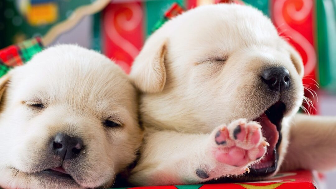 Tuổi Tuất có cái nhìn khái quát hơn, thay đổi phương thức làm việc nên đạt hiệu quả tốt. Tài lộc đang hao hụt, con giáp không nên đầu tư lúc này.