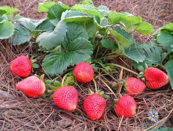 Danh sách này dựa trên các mẫu do Bộ Nộng nghiệp Hoa Kỳ (USDA) và Cục Quản lý Thực phẩm và Dược phẩm Hoa Kỳ (FDA) thu thập. Theo đó, liên tiếp 6 năm từ 2016-2021, dâu tây luôn đứng đầu danh sách trái cây và rau củ chứa dư lượng thuốc trừ sâu.