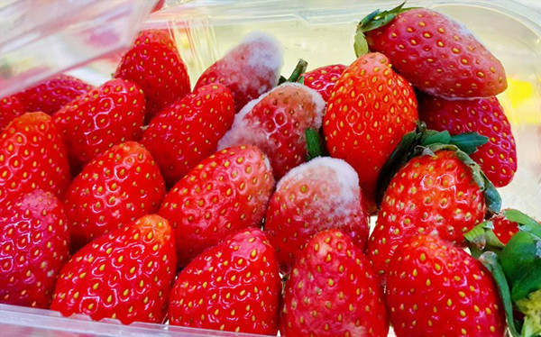 Cắt bỏ những phần hỏng, trầy xước trên thân quả. Những quả bị thối, nhũn nên vứt bỏ thay vì cố giữ lại để tận dụng.