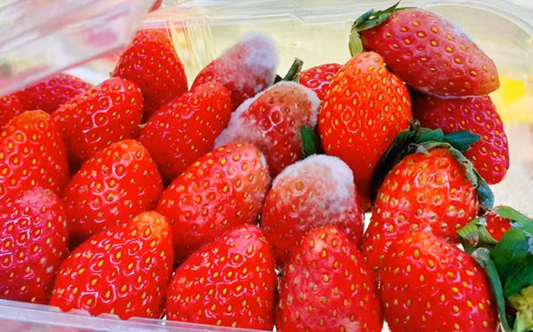 Cắt bỏ những phần hỏng, trầy xước trên thân quả. Những quả bị thối, nhũn nên vứt bỏ thay vì cố giữ lại để tận dụng.