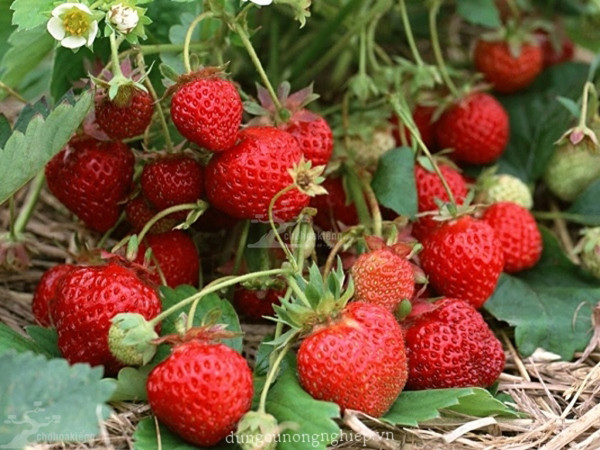 Cụ thể, EWG đưa ra danh sách 12 loại trái cây và rau quả chứa dư lượng thuốc trừ sâu nhất lần lượt gồm: dâu tây, cải bó xôi, cải xoăn, xuân đào, táo, nho, anh đào, đào, lê, ớt chuông và ớt sừng, cần tây, cà chua.