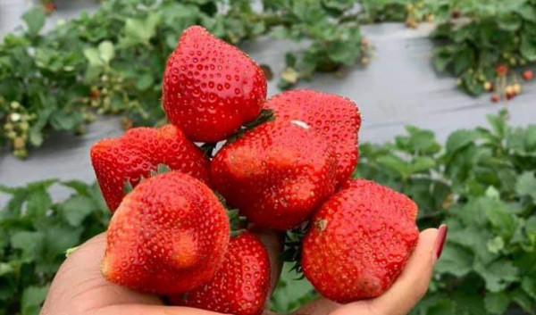 Dâu tây được đánh giá là một trong những trái cây chứa dư lượng thuốc trừ sâu cực lớn. Hàng năm nhóm Công tác Môi trường (EWG) đều công bố danh sách các loại trái cây và rau quả có dư lượng thuốc trừ sâu – Dirty Dozen.