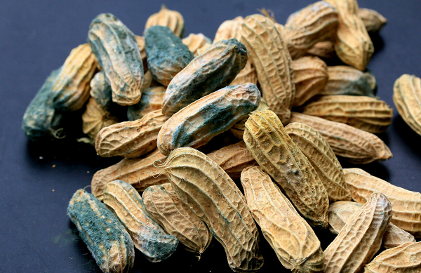 Lạc mốc. Nếu phát hiện nấm mốc trên lạc, bạn nên loại bỏ thay vì cố tận dụng để nấu ăn. Nguyên nhân bởi lúc này lạc chứa nhiều aflatoxin. Tổ chức Y tế Thế giới từng công nhận aflatoxin là chất gây ung thư cấp độ 1. Ăn 1 lượng nhỏ vào cơ thể sẽ gây tổn hại nặng cho gan.