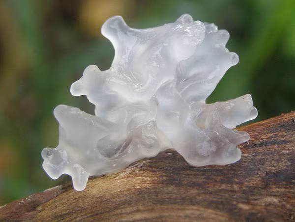 Thông qua trường hợp đáng tiếc 2 mẹ con cùng mắc ung thư gan, bác sĩ nhấn mạnh 1 số thực phẩm có khả năng gây hại cho gan, cụ thể: