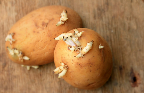 Khoai tây mọc mầm. Ngoài lạc mốc, khoai tây nảy mầm cũng không nên sử dụng. Lý do bởi khoai tây mọc mầm chứa chất solanin dễ gây nhiễm độc, phù nề ở các cơ quan như gan. Ảnh: Sohu, Internet.