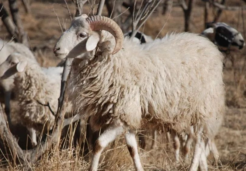 Công việc đang nhiều may mắn, tuổi Mùi hãy học cách giữ chân khách hàng và cải thiện hiệu suất làm việc. Nhờ được lòng khách, con giáp có thêm thu nhập, giải quyết được nợ nần.