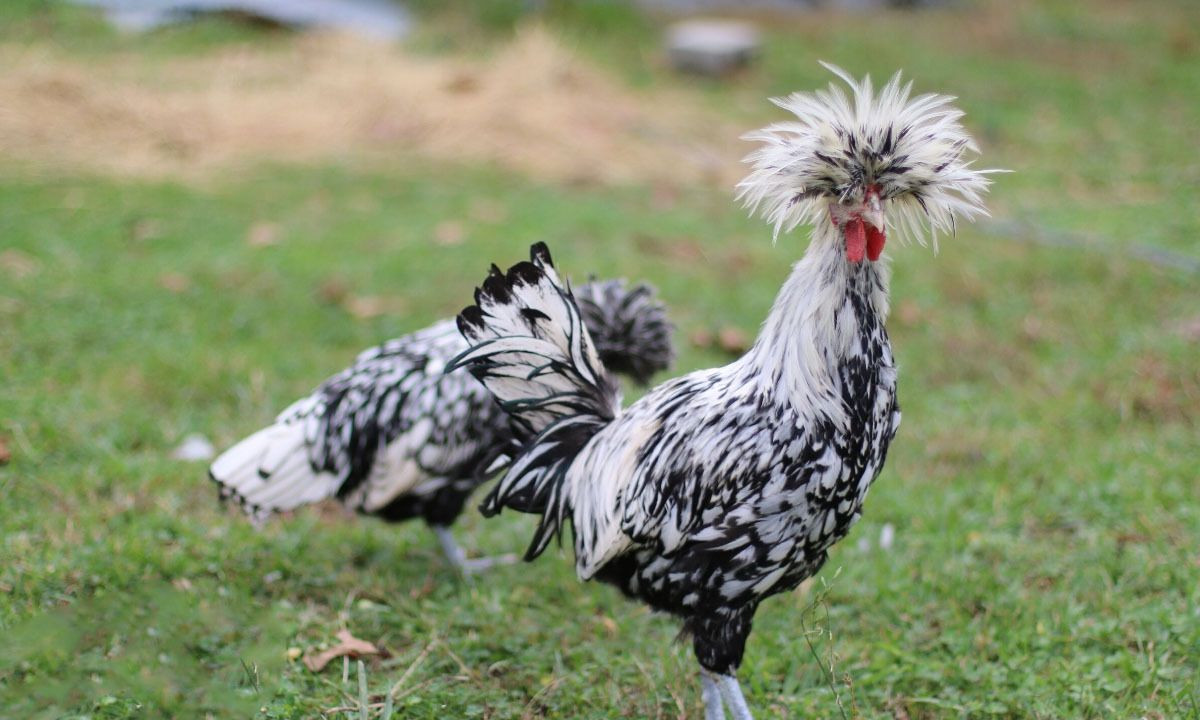 Tuổi Dậu chú ý thay đổi cách thức làm việc của bản thân, nhờ vậy giảm bớt công sức mà chất lượng công việc tốt hơn. Giữ đầu óc tỉnh táo, con giáp thông suốt trong việc kinh doanh cá nhân, có sự hợp tác ăn ý với đối tác để thu về lợi nhuận.