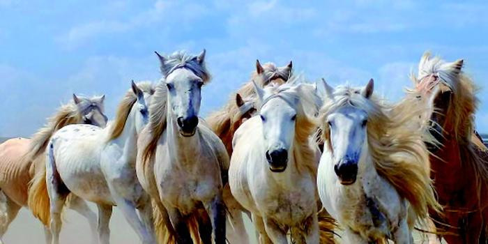 Tuổi Ngọ cần nghiêm túc nhìn nhận lại khả năng làm việc của bản thân, nhất là khi đối thủ cạnh tranh rất mạnh, có như vậy mới mong phát triển. May mắn là càng có tranh đấu, con giáp càng bứt phá, cả về việc thể hiện năng lực lẫn thu nhập.