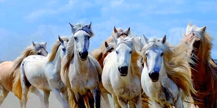 Tuổi Ngọ cần nghiêm túc nhìn nhận lại khả năng làm việc của bản thân, nhất là khi đối thủ cạnh tranh rất mạnh, có như vậy mới mong phát triển. May mắn là càng có tranh đấu, con giáp càng bứt phá, cả về việc thể hiện năng lực lẫn thu nhập.