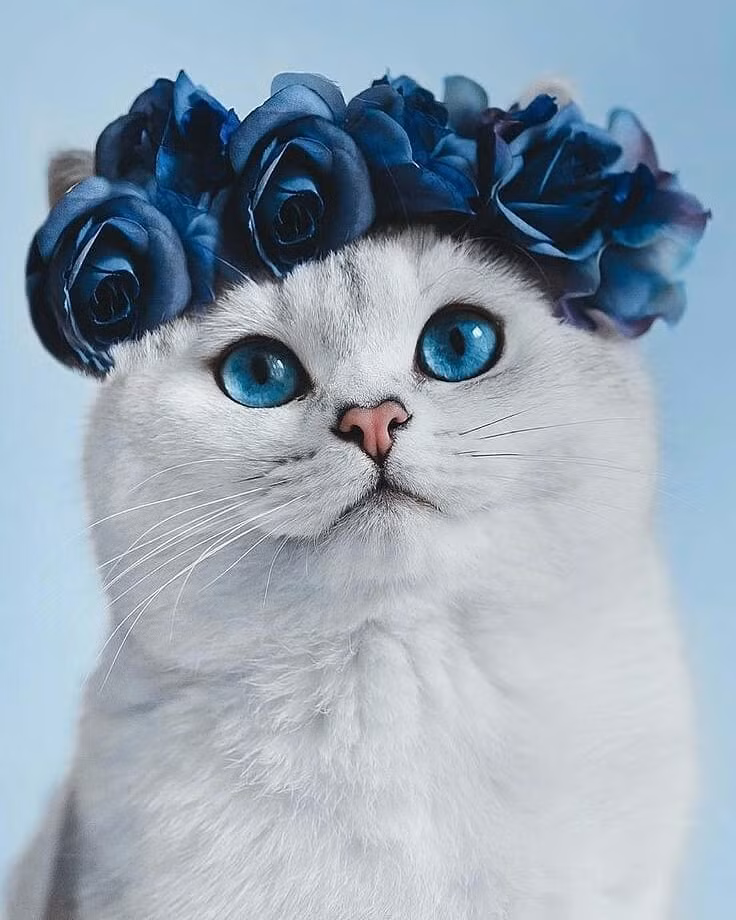 Tuổi Mão cứ mải cằn nhằn trước một vài thiếu sót nhỏ, làm mất lòng đồng nghiệp. Hãy hướng sự chú ý sang việc khác để qua cơn bực bội, tránh sa sút đến công việc chung. Tuổi Mão đừng vội từ chối giúp đỡ người khác kẻo tự đánh mất cơ hội kiếm thêm thu nhập.